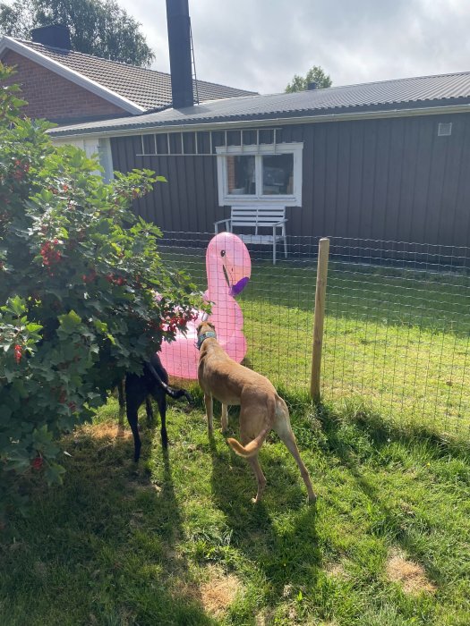 Hund som undersöker uppblåsbar rosa flamingo vattenleksak i en trädgård med staket och hus i bakgrunden.