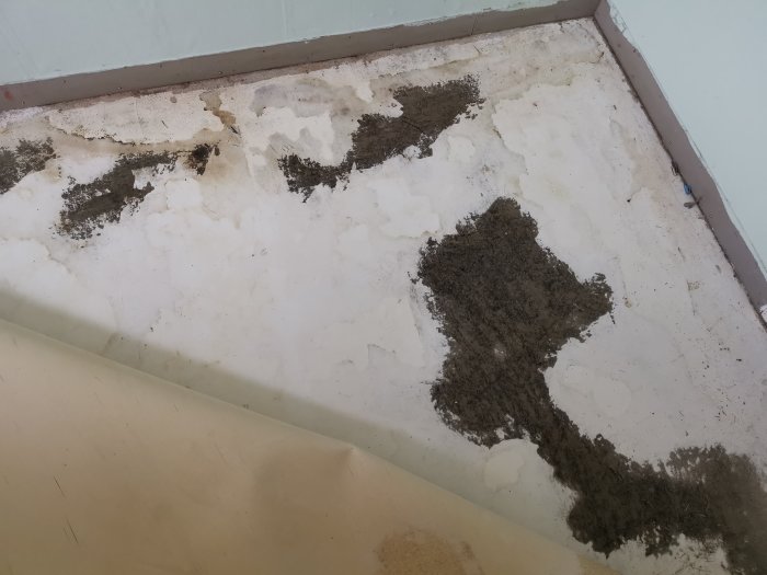 Delvis borttagen plastmatta på golv med mögel och fuktfläckar som syns på betongunderlaget.