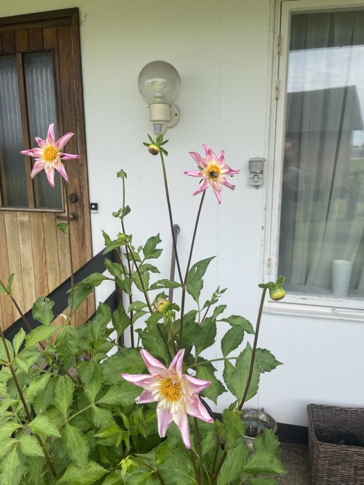 Rosa dahlior blommar framför en husfasad med en entrédörr och en lamparmatur.