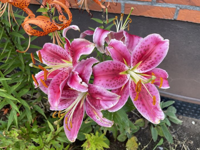 Närbild av rosa liljor med mörka fläckar mot en bakgrund av tegelvägg och gröna blad.