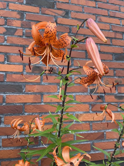 Orangeprickiga liljor framför en tegelvägg.