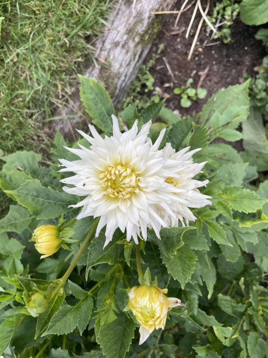 Vit blommande dahlia med knoppar i trädgårdsmiljö