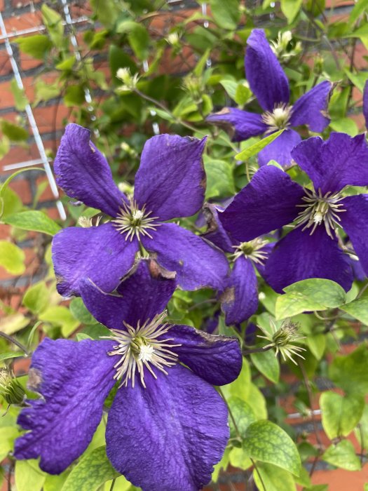 Lila klematisblommor med synliga ståndare förstärkta av gröna blad och en stödstruktur i bakgrunden.