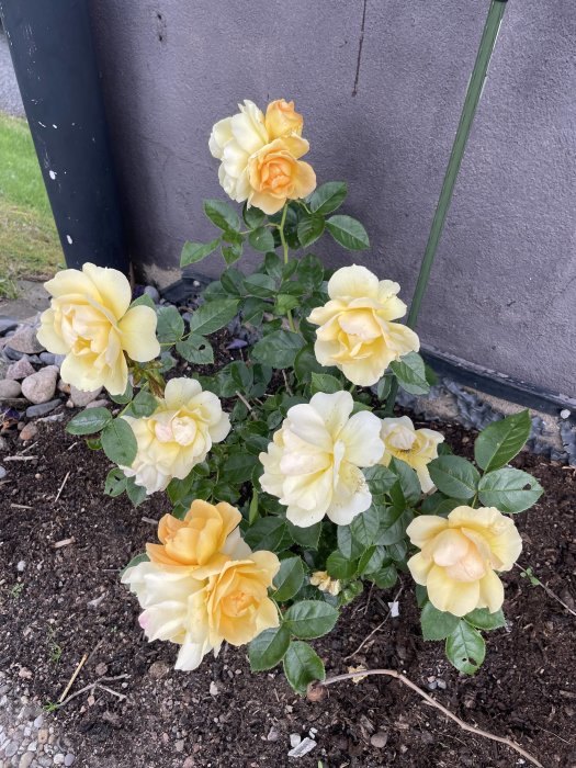 Blommande gul rosbuske med flera öppna rosor och knoppar vid en husvägg och stödpinne.