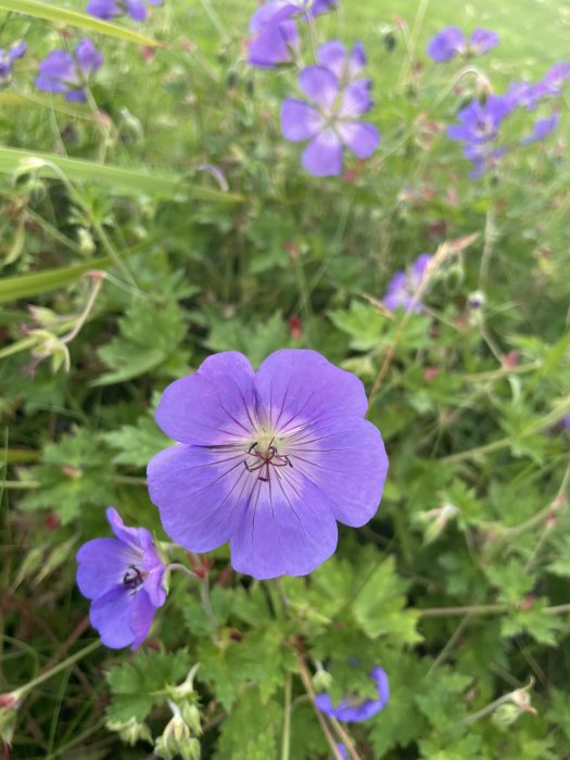 Lila blommor i närbild med suddig grön bakgrund.