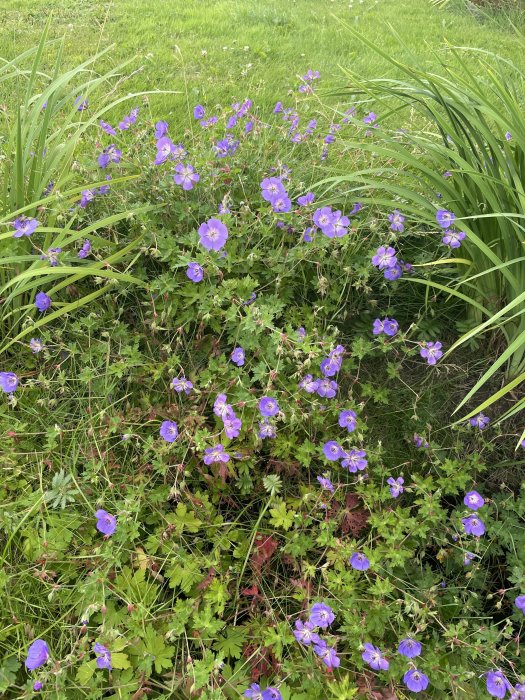 Vild blomsteräng med lila blommor och gröna grässtrån.