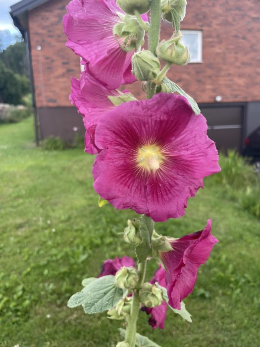 Närbild på rosa stockrosor med grönt lövverk framför en tegelbyggnad och en gräsmatta.