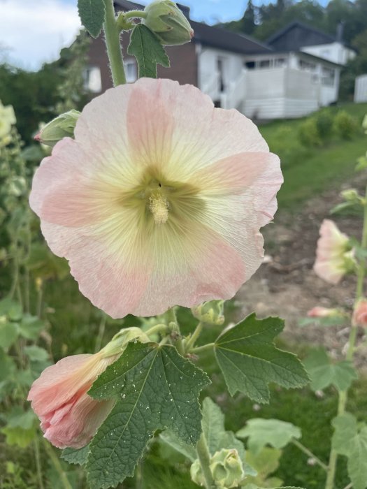 Närbild på en rosa stockros mot suddig bakgrund av en trädgård och ett vitt hus.