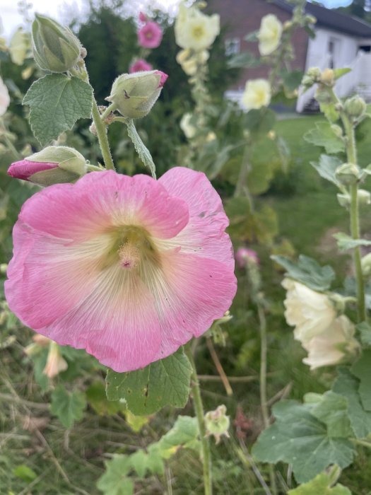 Närbild av en rosa stockros framför suddig bakgrund med grönt landskap och vit husfasad.