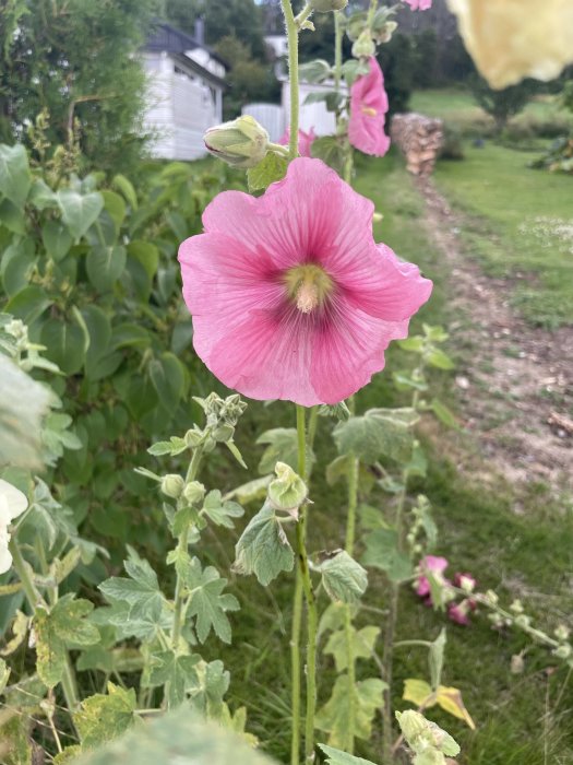 Rosa stockros närbild med otydlig trädgård och hus i bakgrunden.