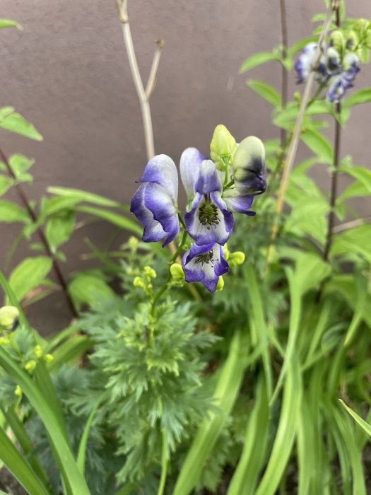 Blommande lila blommor med gulgröna stjälkar och lövverk mot beige bakgrund.