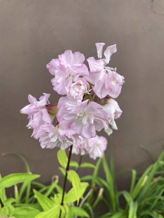 Ljusrosa blomklase med blommor och grönt bladverk mot grå bakgrund.