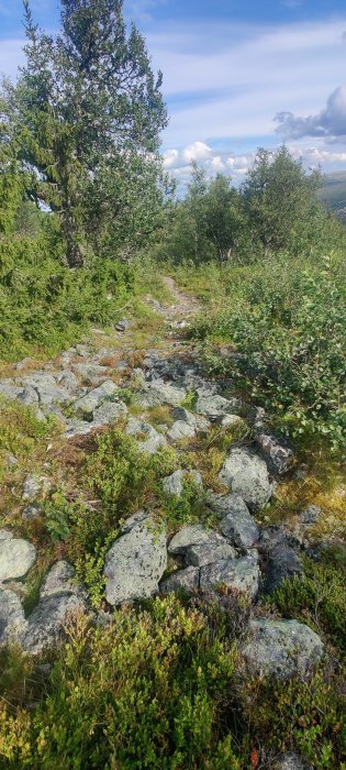 Stenig skogsglänta med gröna buskar, växtlighet och stenar längs en skogsstig under sommardagen.