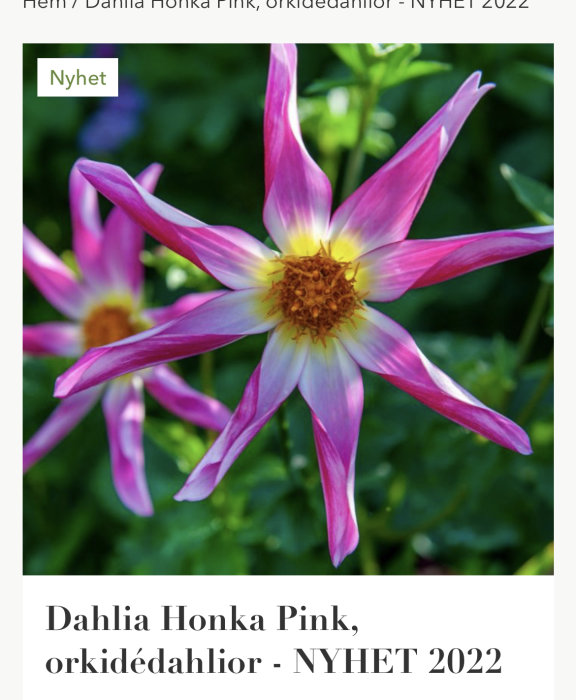 Dahlia 'Honka Pink' med rosa och vita kronblad och gul mitt, omgiven av gröna blad.