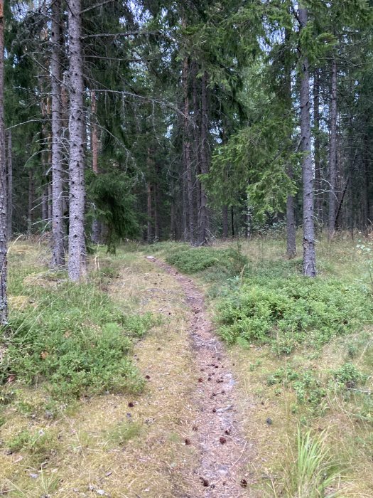 En skogsstig omgiven av barrträd och gröna buskar.