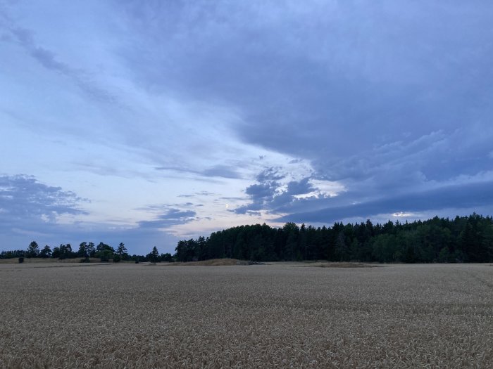 Mogen sädesfält i förgrunden med en skogslinje och en dramatisk himmel vid skymning ovanför.