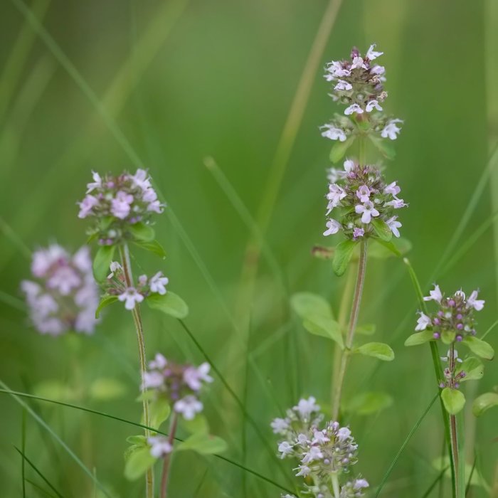 Vilda backtimjan, Thymus serpyllum, med ljuslila blommor mot en bakgrund av grönt gräs.