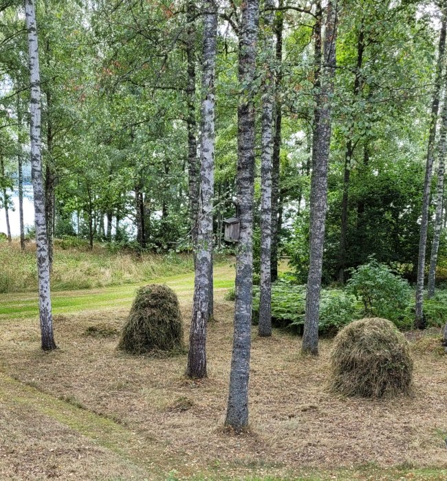 Höstackar i en skogsglänta omgivna av björkträd och grönska.