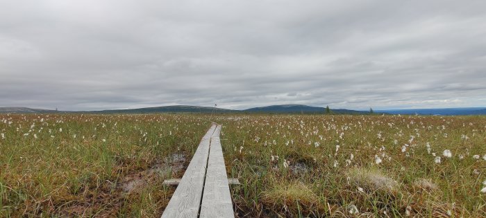 Träspång leder genom ett blommande fuktigt fjällhed med bomullsgräs mot en molnig himmel.