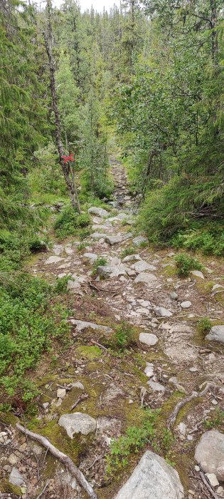 Stig med stenar och rötter i skogen, markerad med ett rött vandringsledskors.