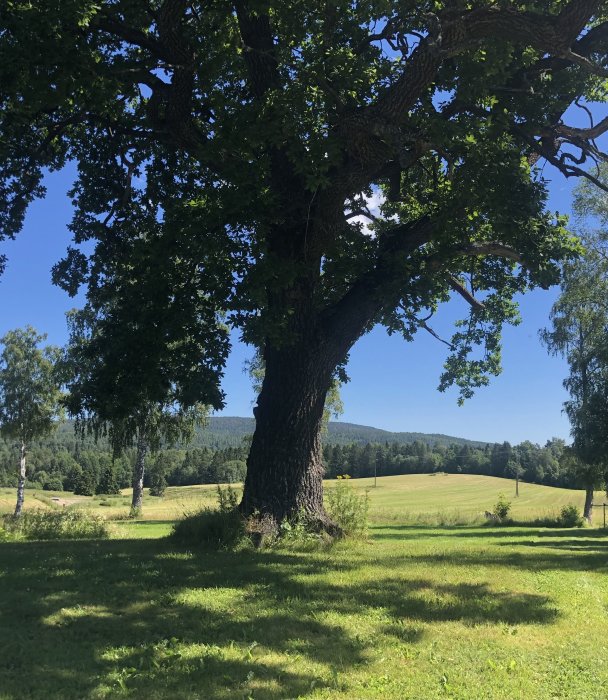 Gammalt vackert träd på en solig äng med fjärran kullar i bakgrunden.