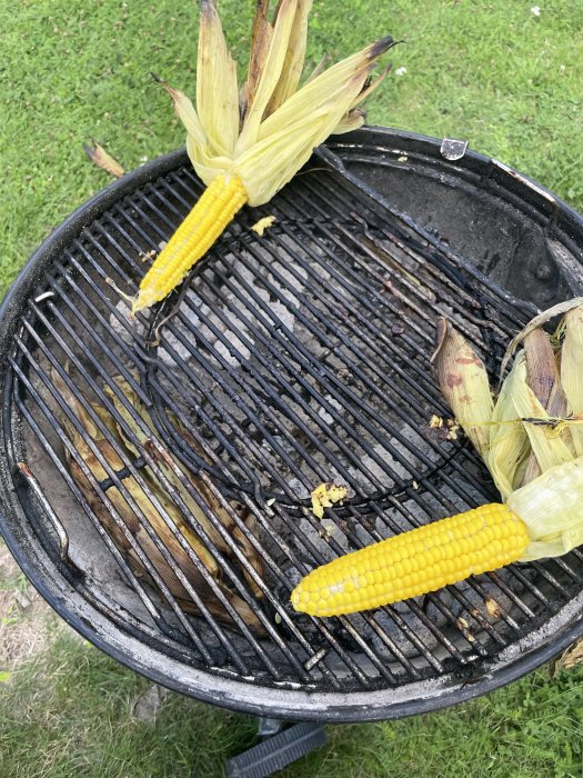 Tre majskolvar grillas på en klotgrill med synliga grillmärken och några små matrester på gallret.