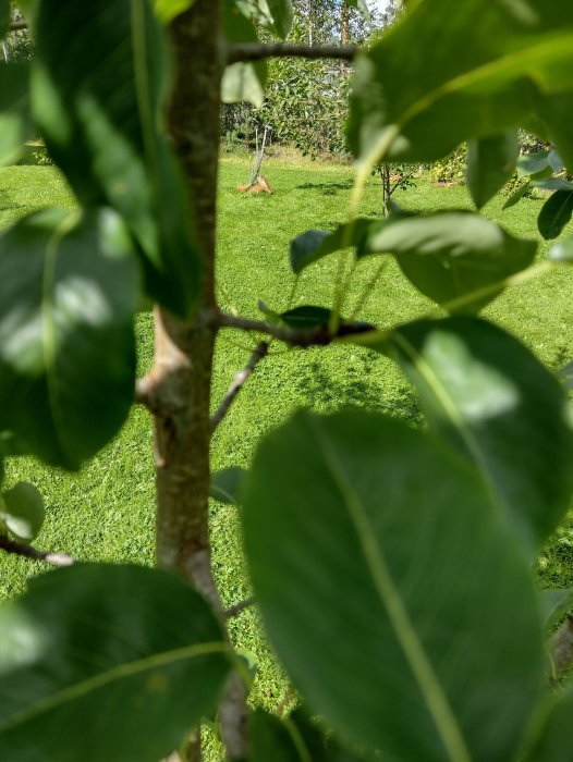 Den suddiga bilden visar ett grönt trädgårdslandskap genom lövverk, med fokus på ett närliggande blad och en otydlig gräsklippare i bakgrunden.