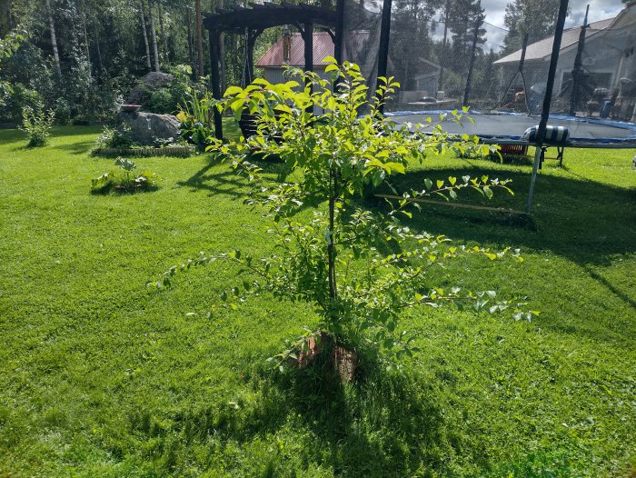 Ungt träd planterat i solig trädgård med gräsmatta och studsmatta i bakgrunden.