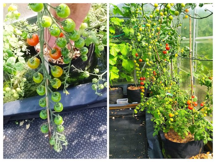 Tomatplantor med mogen och omogen frukt i ett växthus med automatisk vattning och näringstillförsel.