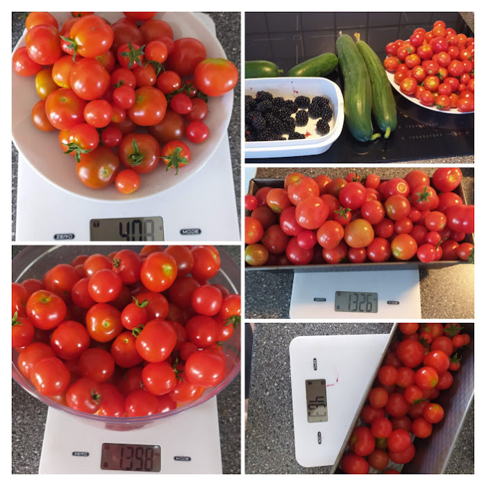 Skördat olika tomater vägda på våg samt skål med bär och zucchinis.