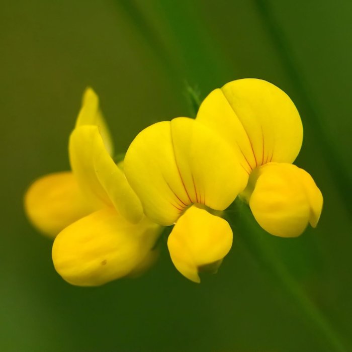 Närbild på en gul käringtandblomma mot en suddig grön bakgrund, viktig värdväxt för insekter.