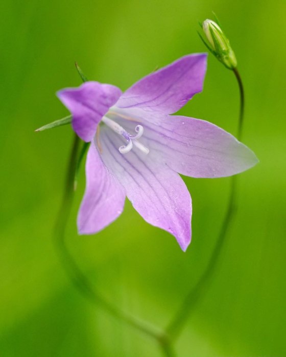 Närbild av en lila ängsklocka, Dalarnas landskapsblomma, mot suddig grön bakgrund.