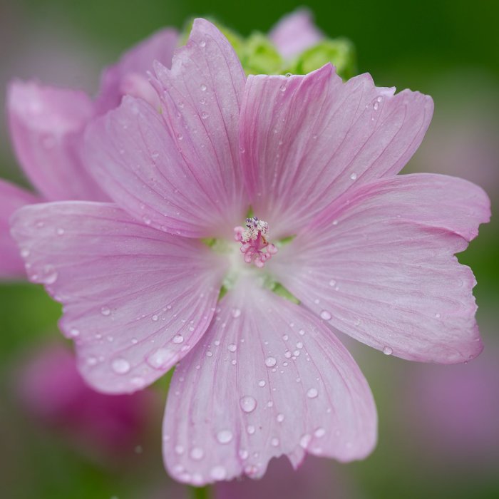 Närbild av en myskmalva med rosa blommor täckta av vattendroppar.