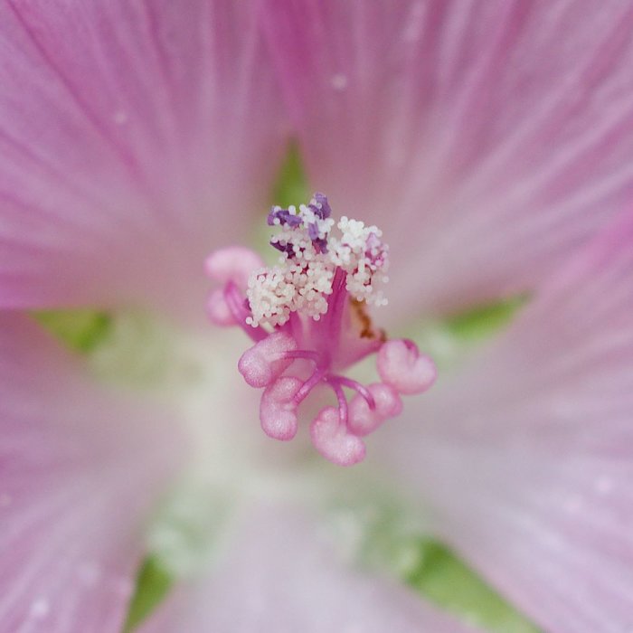 Närbild av myskmalvans blommans inre delar med ståndare och pistiller, droppar vattendroppar.