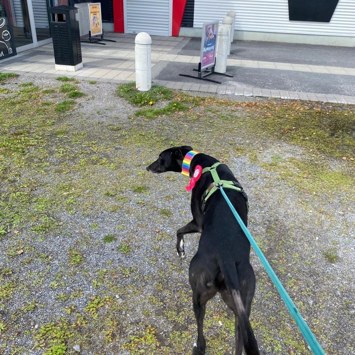 Svart hund med födelsedagsrosett och regnbågsfärgat band står på en trottoar.