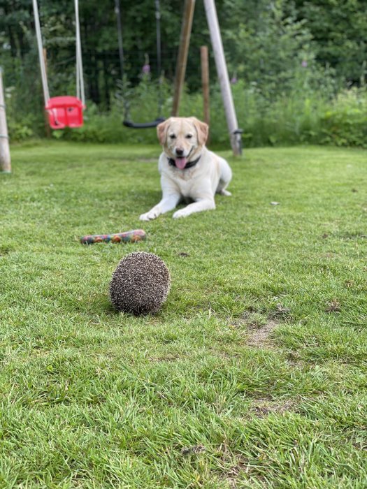 Glad labradorhund ligger på gräsmatta med en igelkott i förgrunden och gungställning i bakgrunden