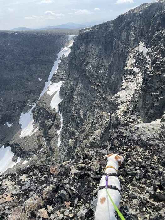 Hund i sele tittar på en snöklädd bergssluttning och klippväggar.