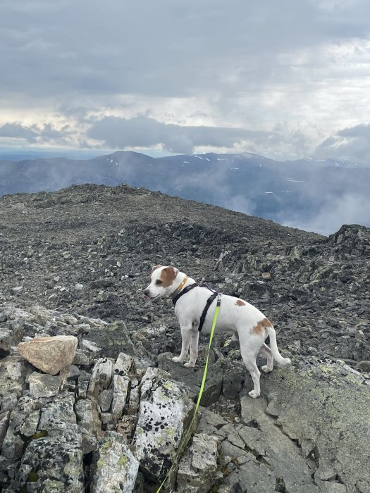 En vit och brun hund i sele står på en klippig bergstopp med molniga himmel i bakgrunden.