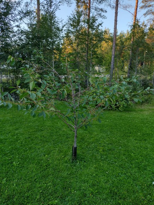 Ett ungt päronträd med beskurna sidogrenar i en trädgård med gräsmatta.