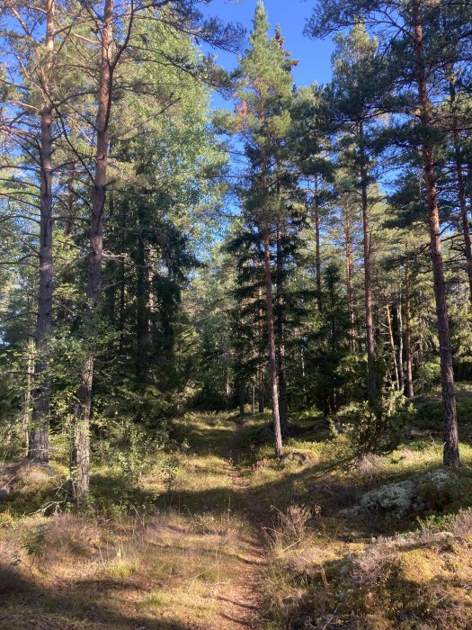 Solbelyst skogsstig i tallskog med barrträd och ljungväxter, klart väder.