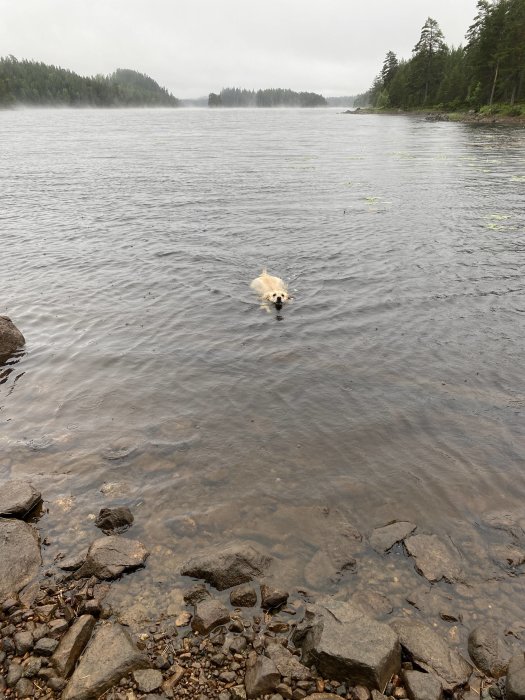 Hund som simmar i sjö med stenig strand i disigt landskap.