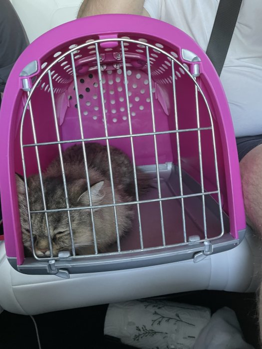 Katt i en rosa-och-vit transportbur i bil, ser missnöjd ut.