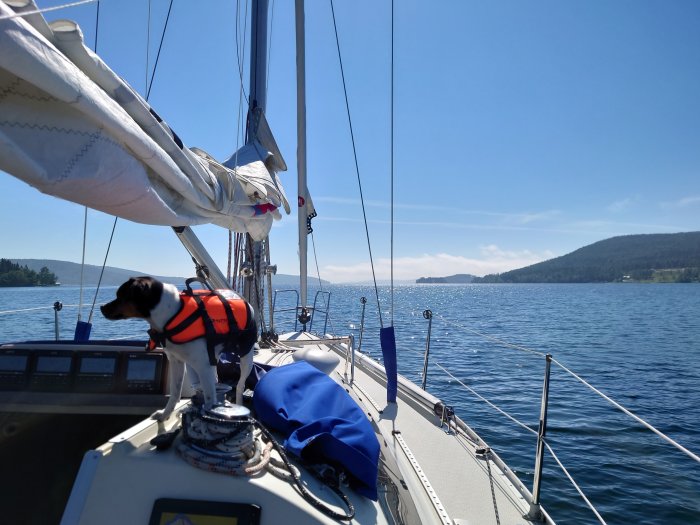 Hund i flytväst står på en segelbåt med infällda segel på soligt vatten.