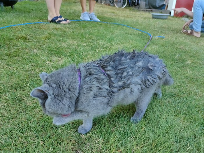 Grå katt med sotfläckar på en gräsmatta, kryper under blå slang, flankerad av oskarpa fötter i bakgrunden.