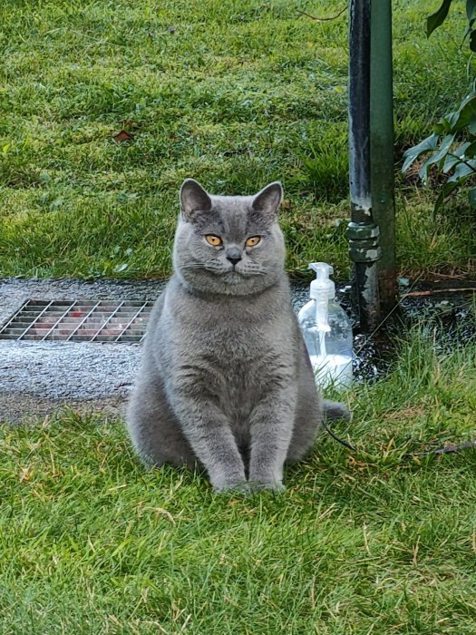 En grå katt med intensiva gula ögon sitter på gräset bredvid en tom plastflaska.