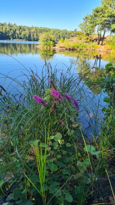 Lummigt sjölandskap med lila blommor i förgrunden och spegelblank sjö samt skog i bakgrunden.