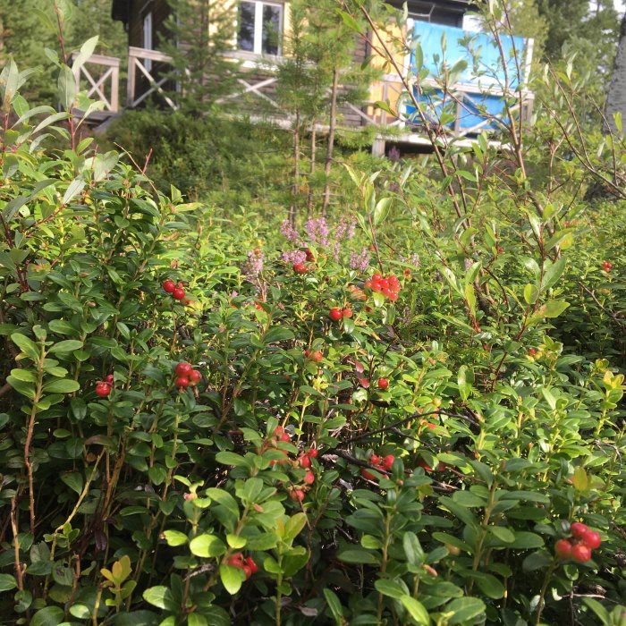 Lingonris med röda bär framför ett hus med veranda i skogsmiljö.