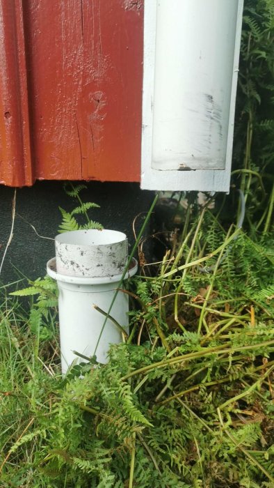 Ventilationsrör vid husgrund omgivet av ormbunkar och gräs.