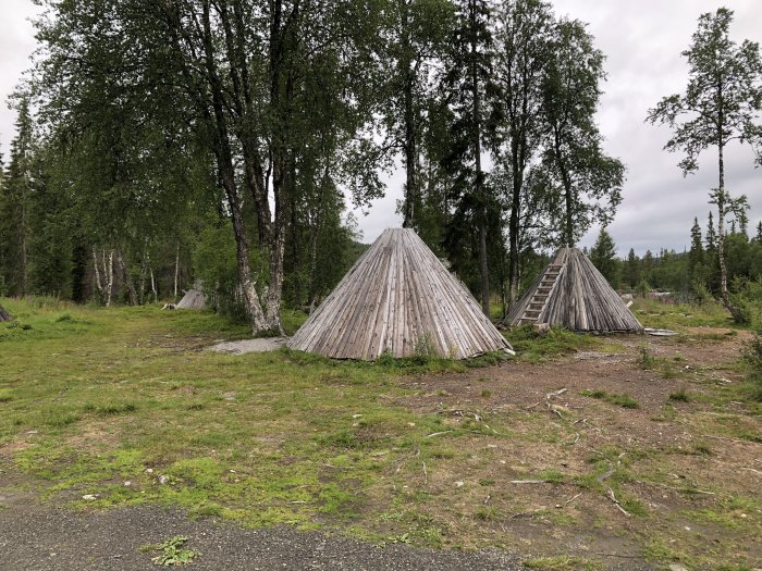 Träkonstruktioner som liknar tipis i en skogsglänta med grönt gräs och björkar i bakgrunden.