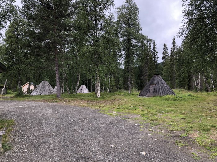 Tre traditionella samiska kåtor i en skogsglänta med grönt gräs och omgivande skog.